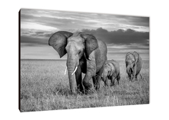 Elefantes 60 - comprar online
