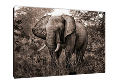 Elefantes 62 - comprar online