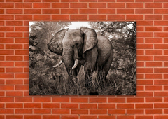 Elefantes 62 - tienda online