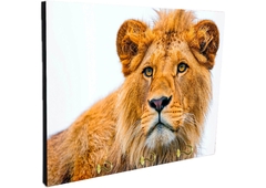 Portallaves de pared Leones 66 - comprar online