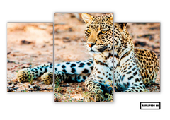 Tríptico escalonado Leopardos 66 - comprar online