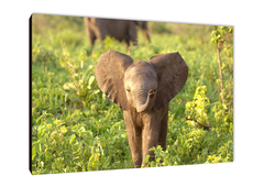 Elefantes 69 - comprar online