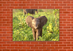 Elefantes 69 - tienda online