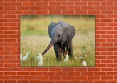 Elefantes 75 - tienda online