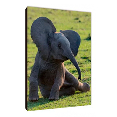 Elefantes 81