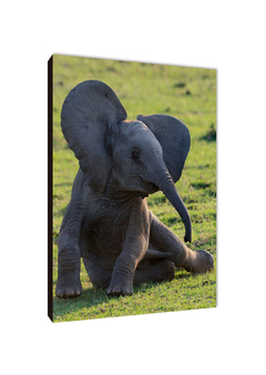Elefantes 81 - comprar online