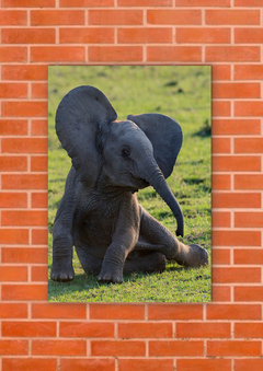 Elefantes 81 - tienda online