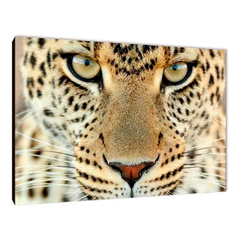 Leopardos 9