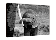 Elefantes 91 - comprar online