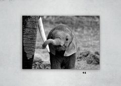 Elefantes 91 en internet