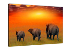 Elefantes 21 - comprar online