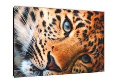 Leopardos 11 - comprar online