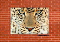 Leopardos 9 - tienda online