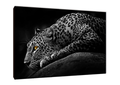 Leopardos 3 - comprar online