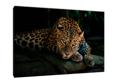 Leopardos 4 - comprar online