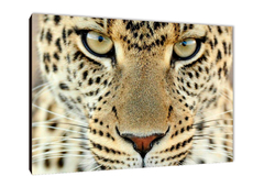 Leopardos 9 - comprar online