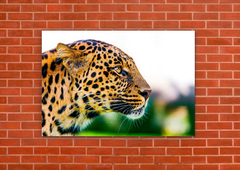 Leopardos 12 - tienda online