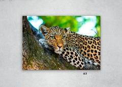 Leopardos 17 en internet