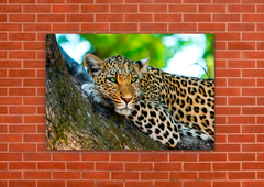 Leopardos 17 - tienda online