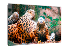 Leopardos 43 - comprar online