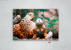 Leopardos 43 en internet
