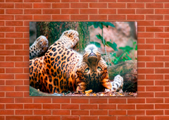 Leopardos 43 - tienda online