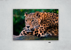 Leopardos 46 en internet