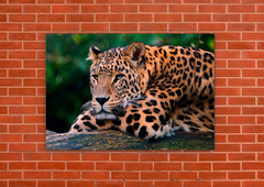 Leopardos 46 - tienda online