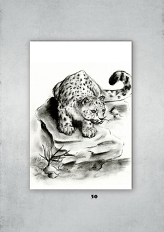 Leopardos 50 en internet