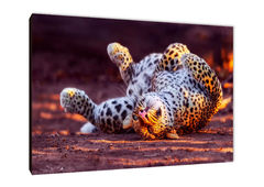 Leopardos 53 - comprar online