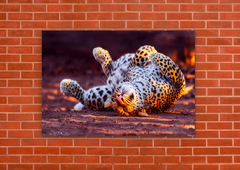 Leopardos 53 - tienda online