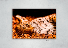 Leopardos 54 en internet
