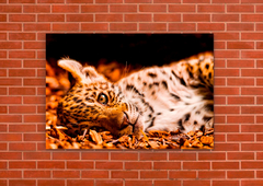 Leopardos 54 - tienda online