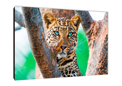 Leopardos 55 - comprar online