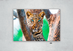 Leopardos 55 en internet