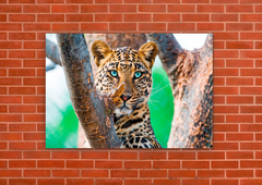 Leopardos 55 - tienda online