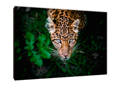 Leopardos 56 - comprar online
