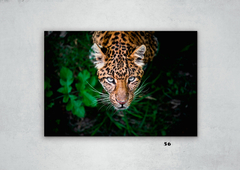 Leopardos 56 en internet