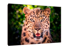 Leopardos 57 - comprar online
