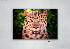 Leopardos 57 en internet