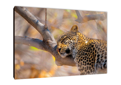 Leopardos 58 - comprar online