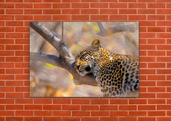 Leopardos 58 - tienda online