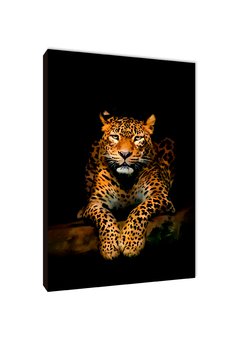 Leopardos 64 - comprar online