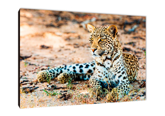 Leopardos 66 - comprar online