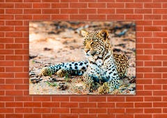 Leopardos 66 - tienda online