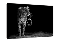 Leopardos 74 - comprar online