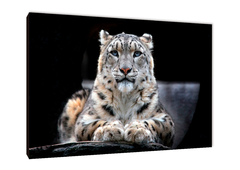 Leopardos 78 - comprar online