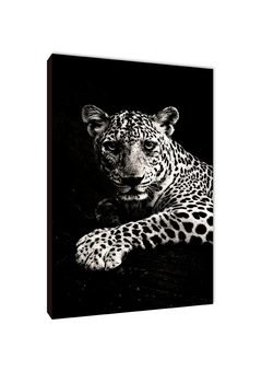 Leopardos 79 - comprar online