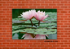 Flor de loto 1 en internet