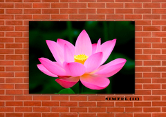 Flor de loto 11 en internet